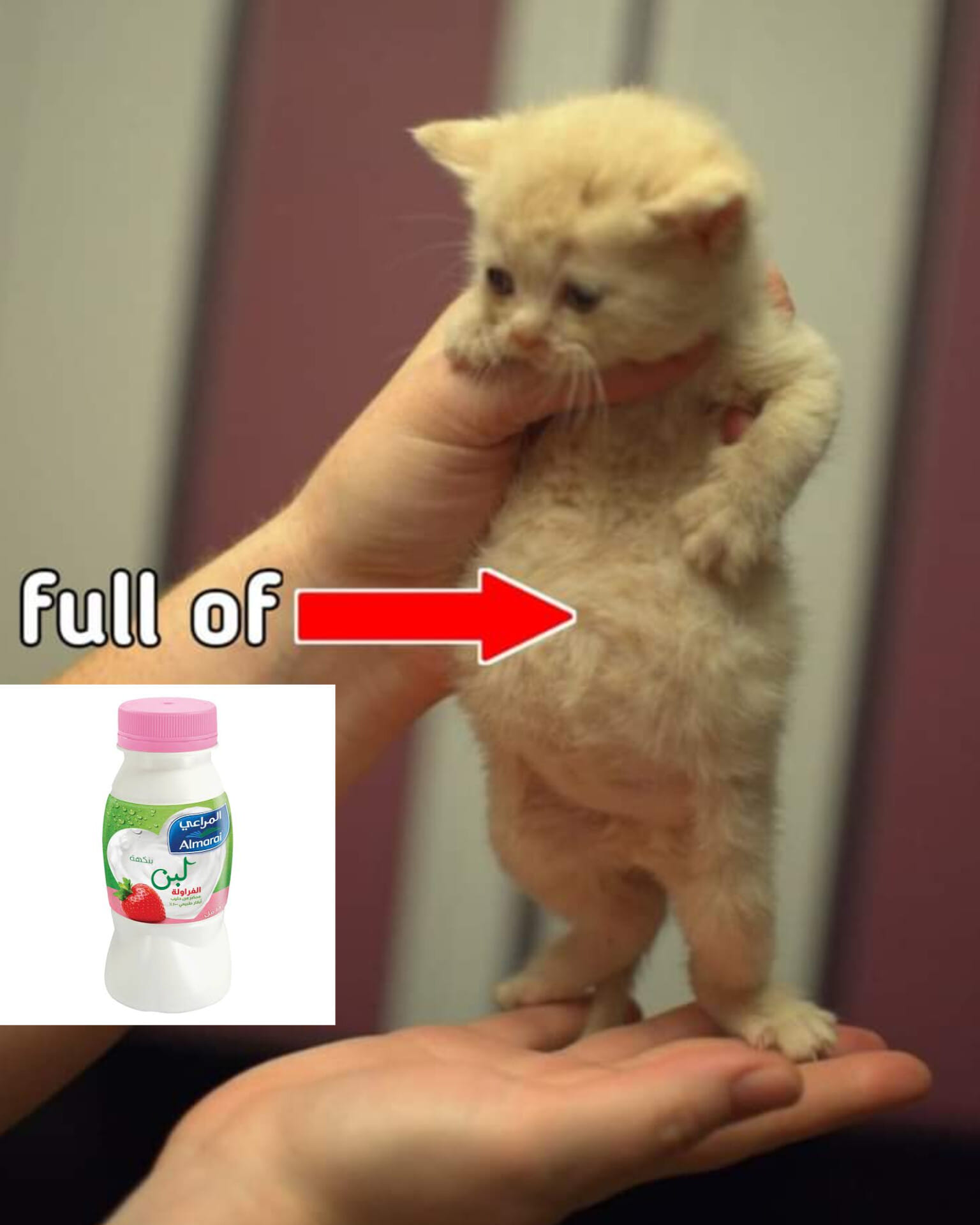 Kitten full of yogurt