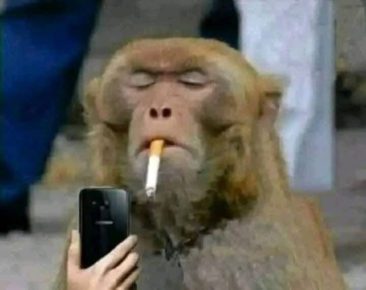 Lion taking a selfie